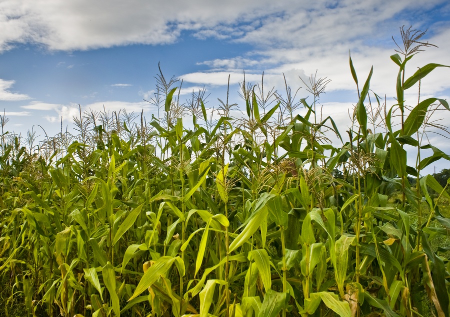 Маисовый забор