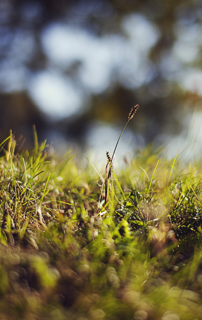 Травушка муравушка