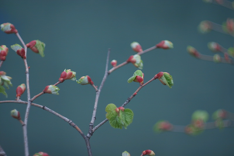 Весенние цвета