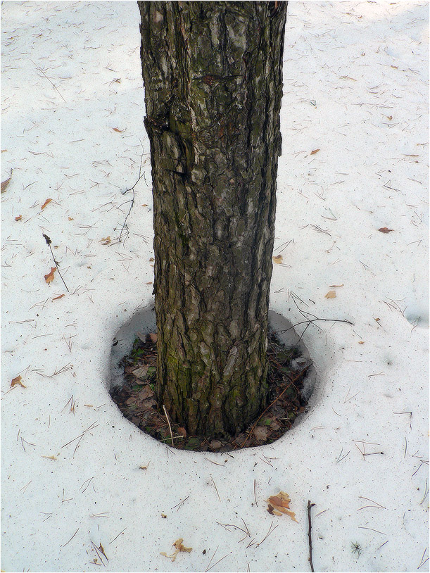 Весна застолбила