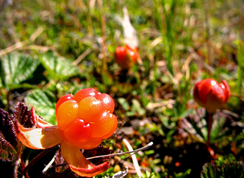 Тундровые малинки