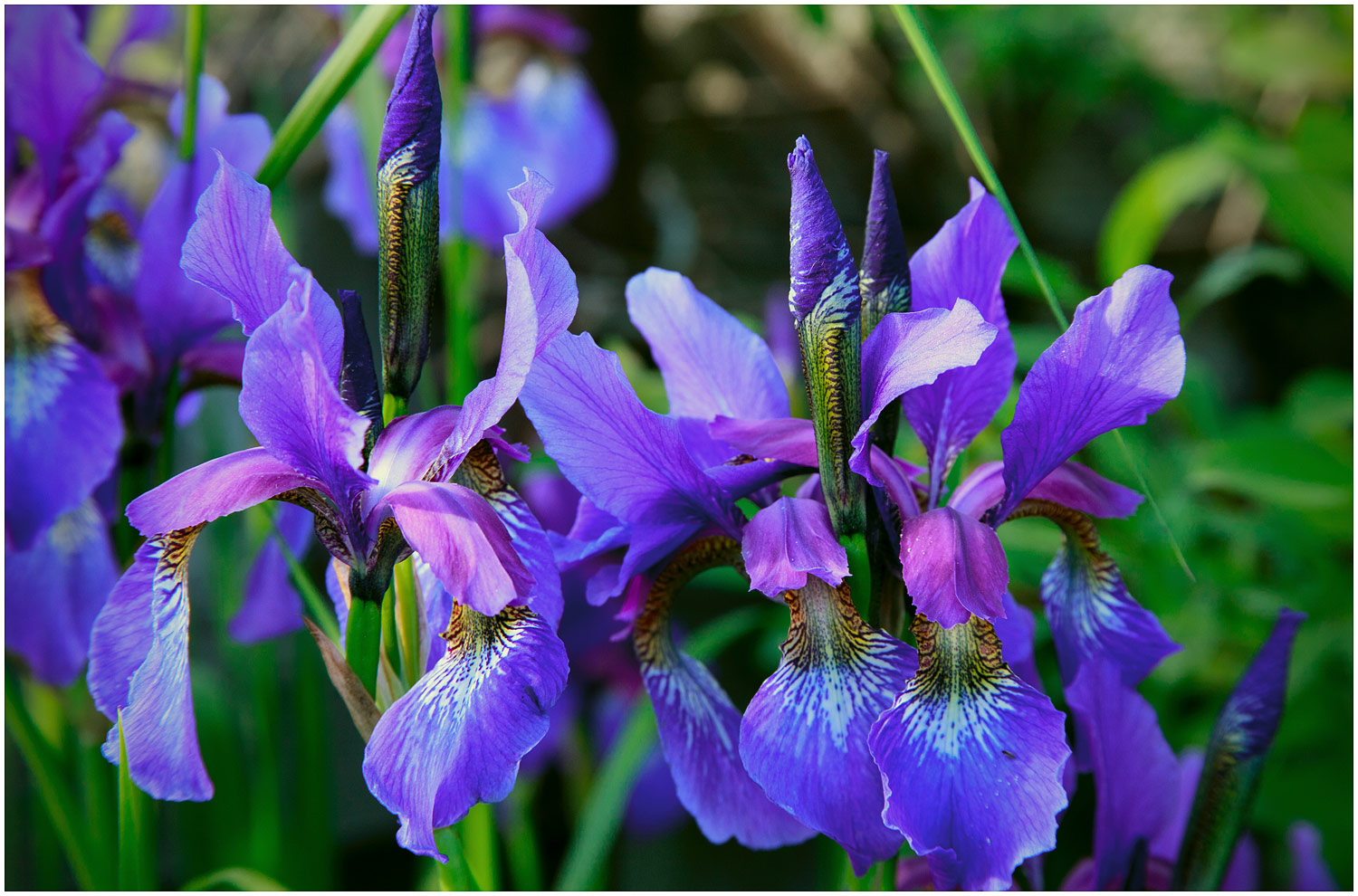 Цветущее болото