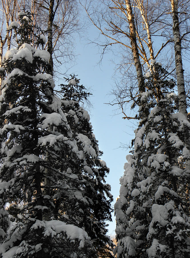 Лесные стражи