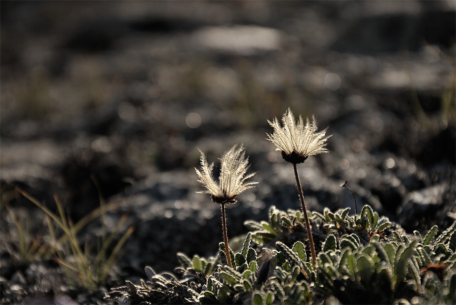 Светом солнечным согреты, красотой его одеты...