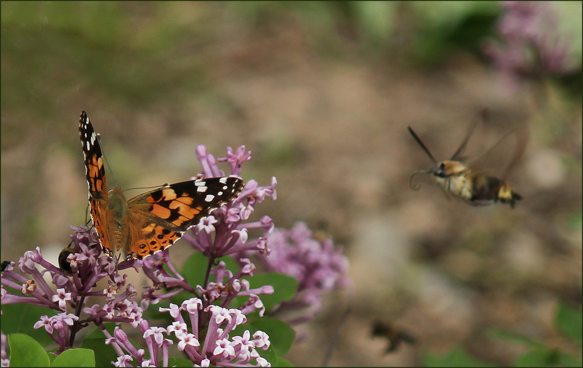 две бабочки