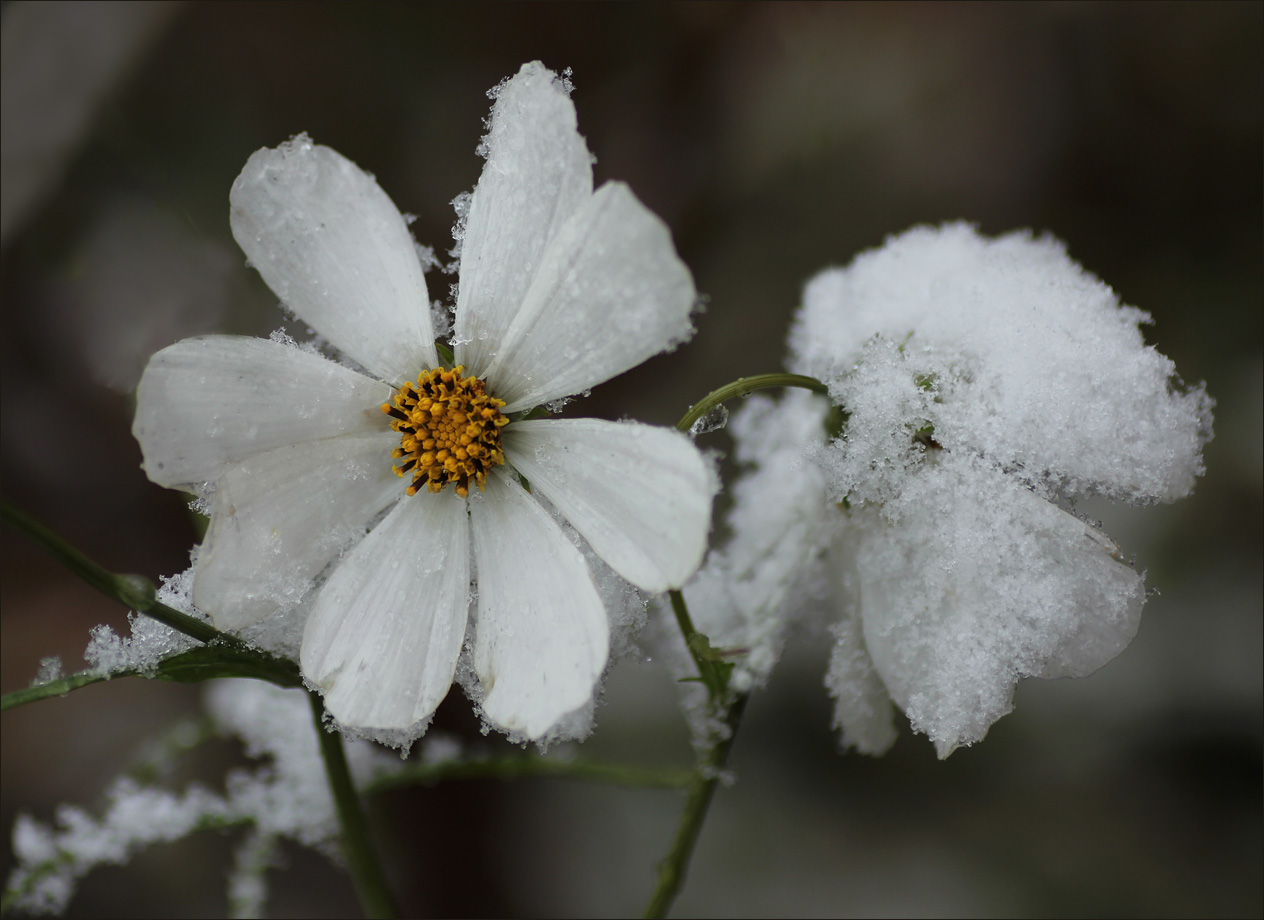 Космея и первый снег