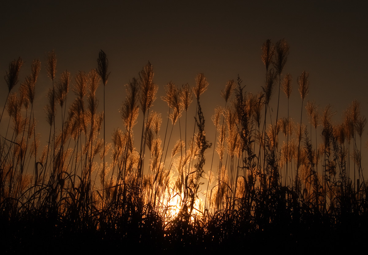 мискантусовая...