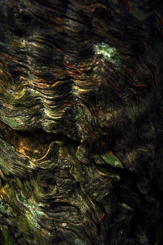 древесные волны