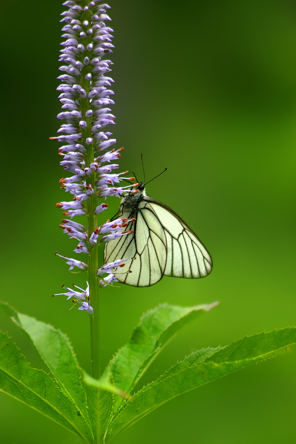 Боярышница уссурийская