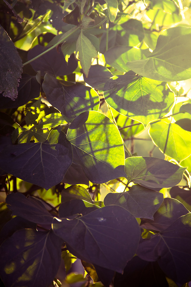 Просто листики