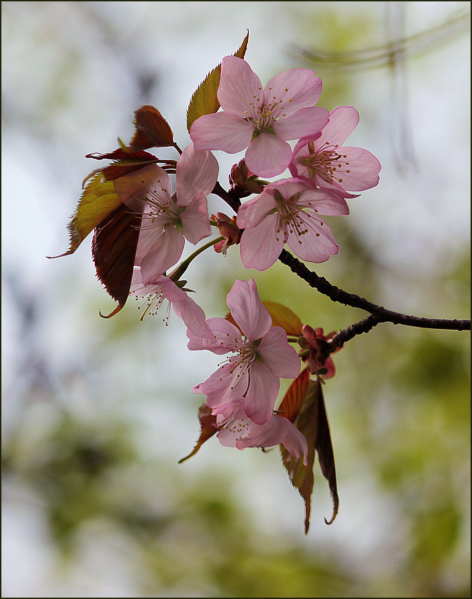 Веточка вишни
