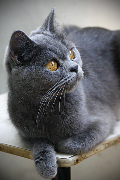 Сомбр-бомбр