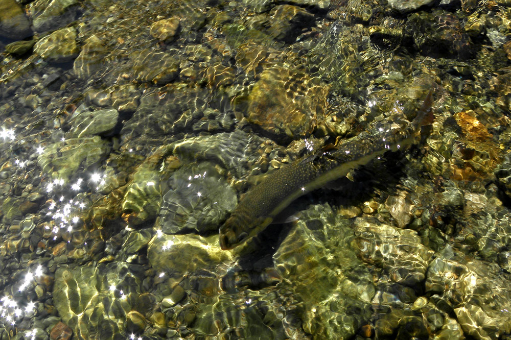 ... рыба в воде