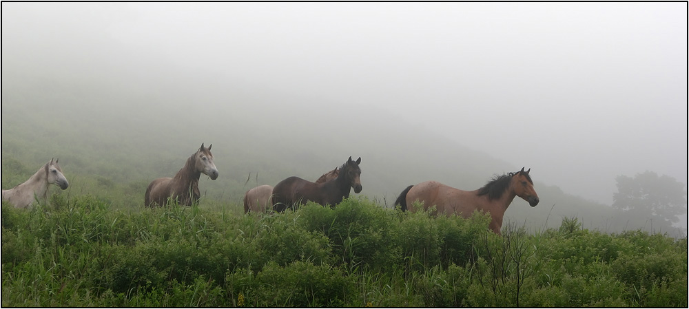 # Ходят кони над рекою, ищут кони водопою..
