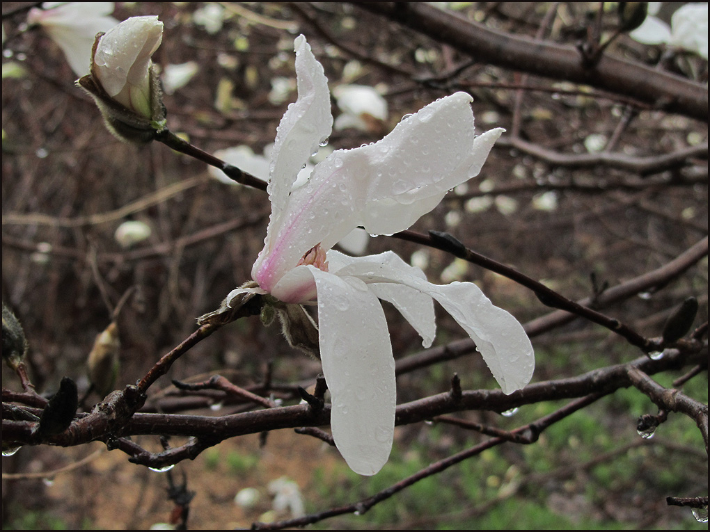 магнолия сегодня под дождем