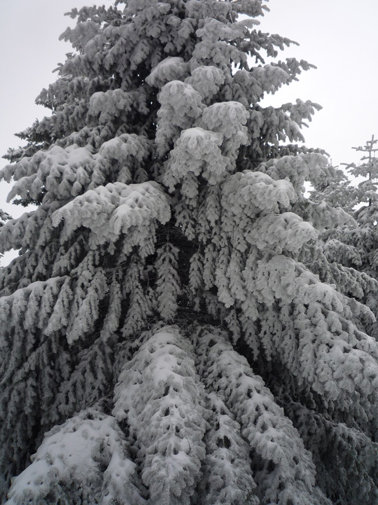 tree in winter