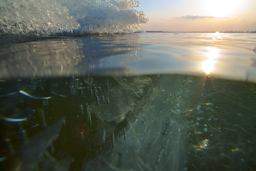 По следам ныряющей утки или взгляд на мир ее глазами