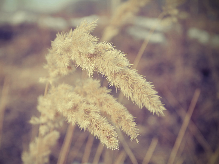 Блуждая по ветру