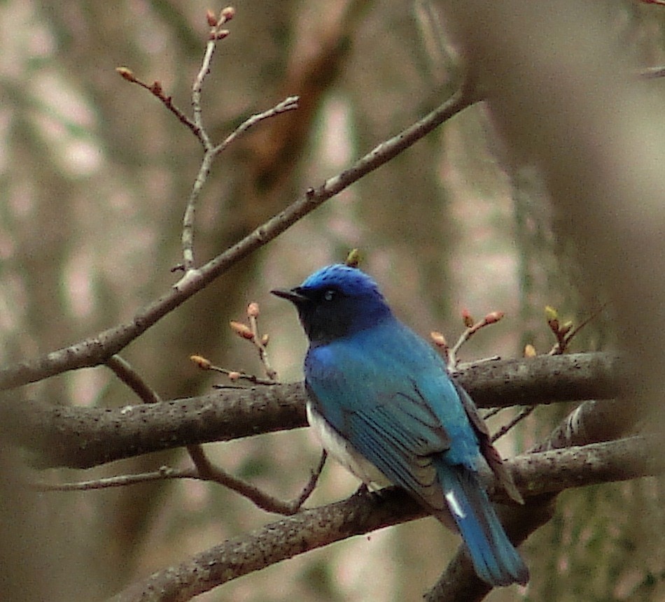 Синяя мухоловка