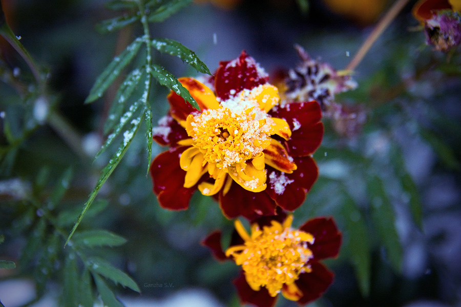 Контрасты природы