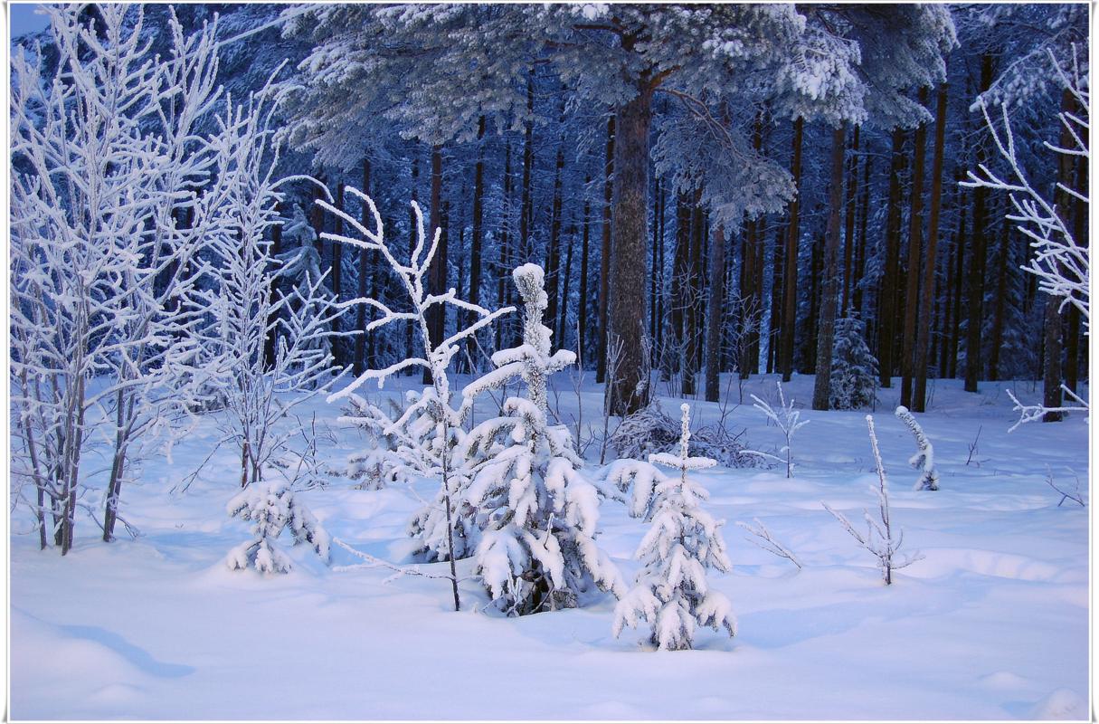 Снежная голубая