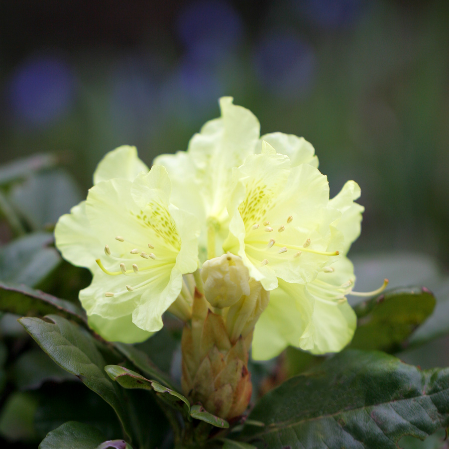 Рододендрон золотистый