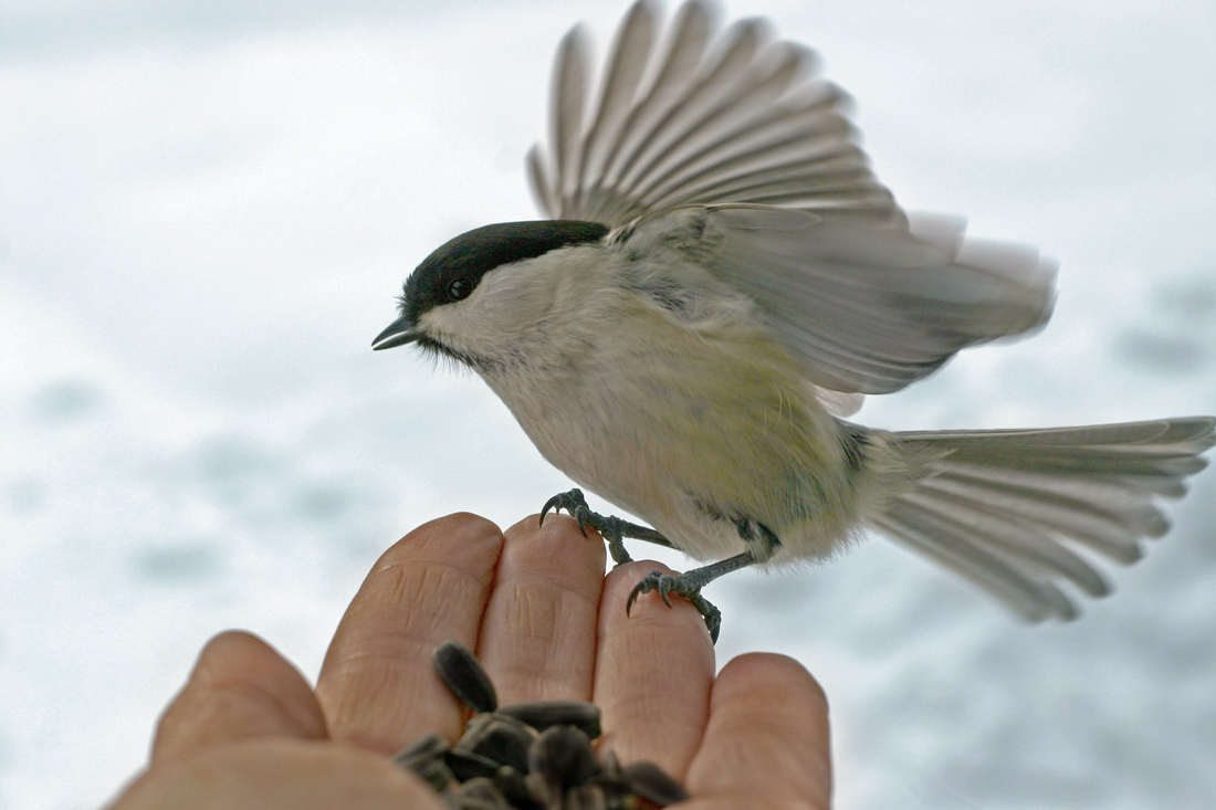 Покормите птиц зимой
