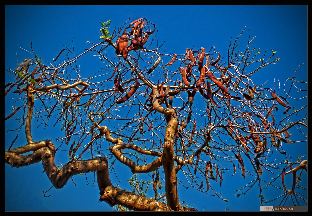 Стручковое дерево