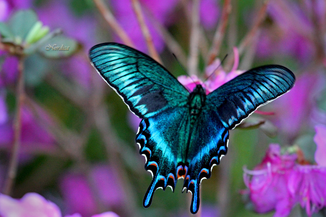 Изумрудные крылышки