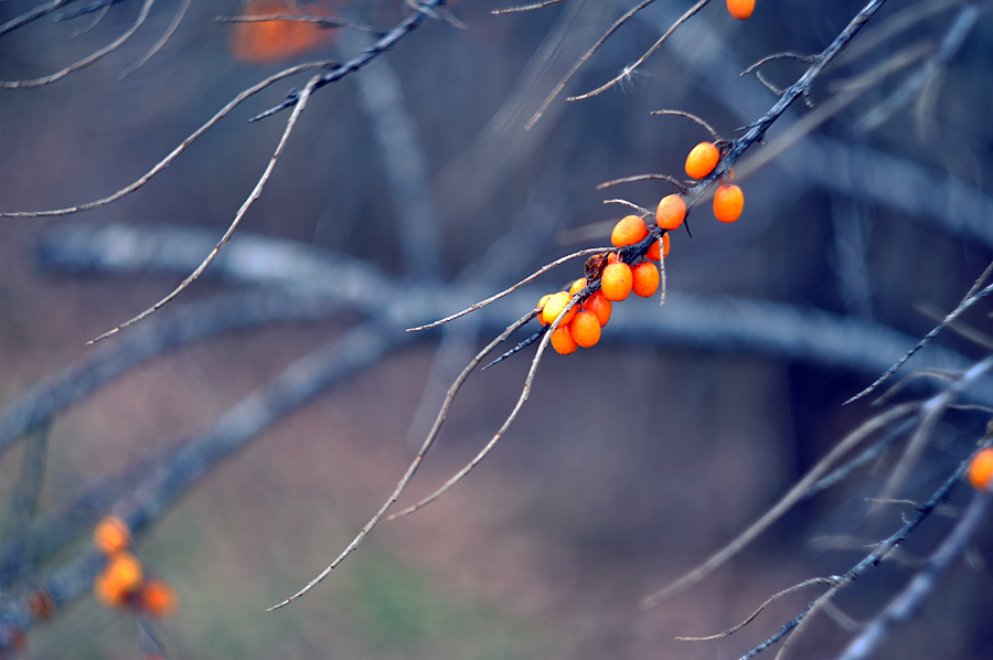 Цвета поздней осени