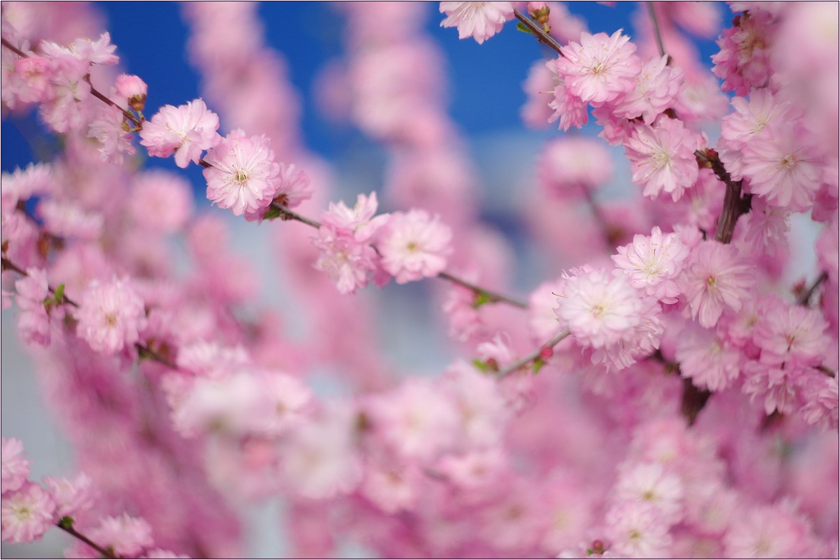 Весенние краски