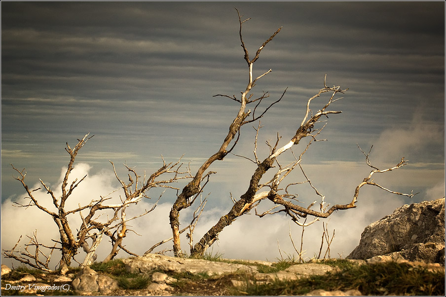 И на камнях растут деревья.