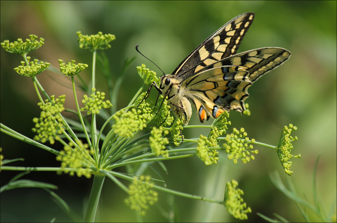 Махаон (Papilio machaon) и укроп