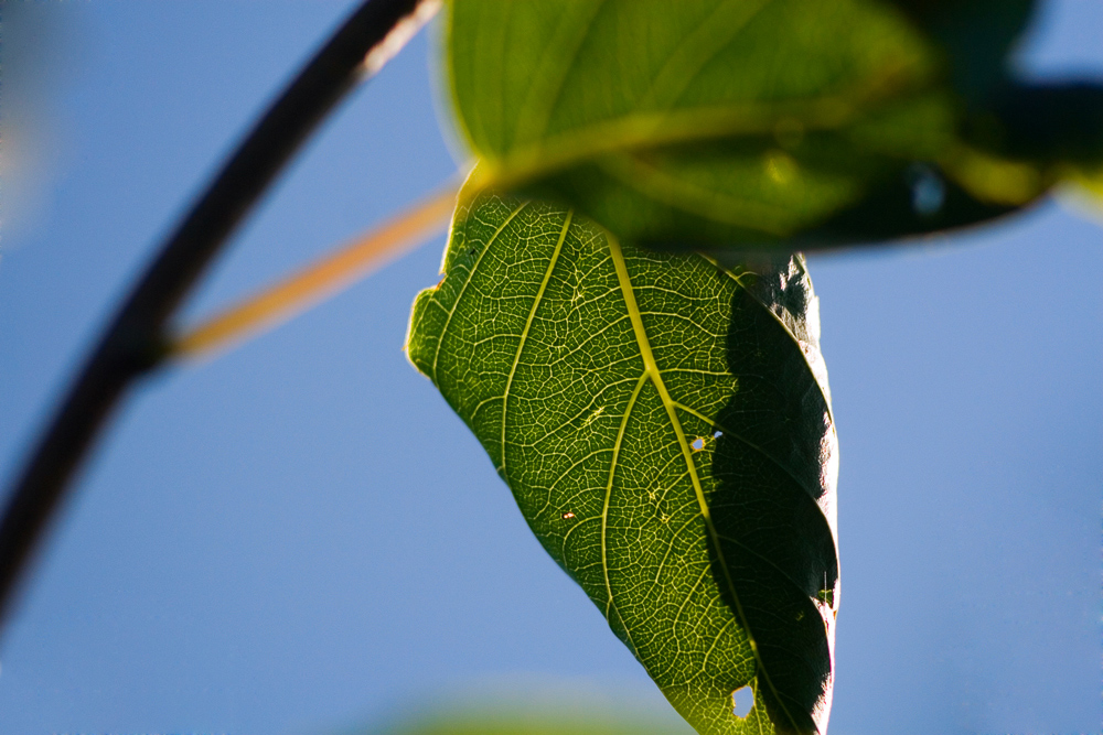 "мегаполис"