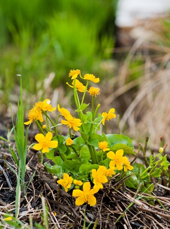 Цветы на болоте.