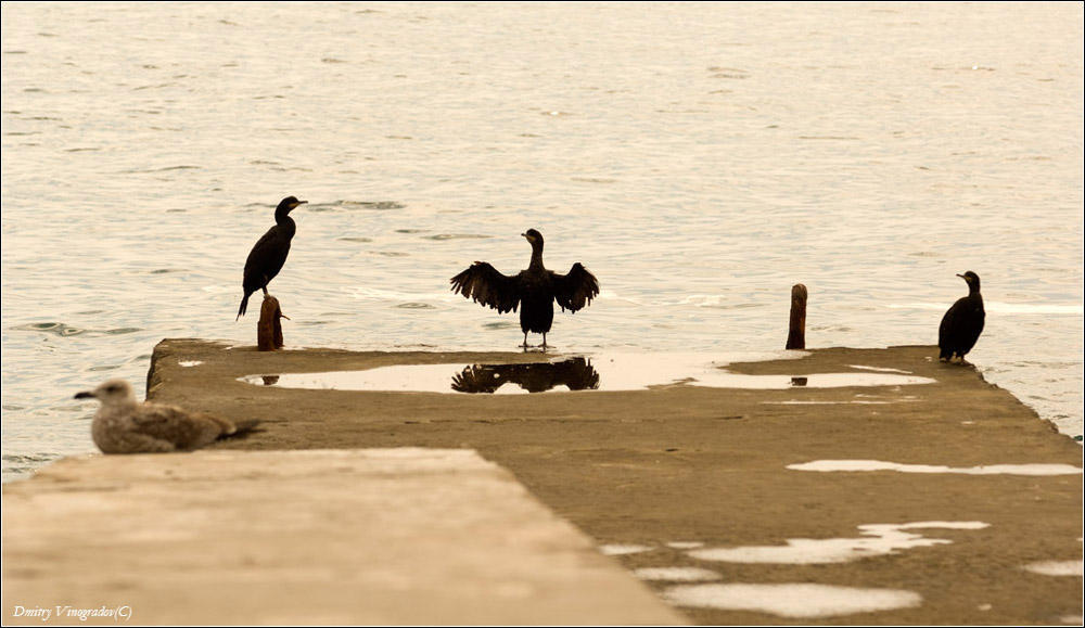 Прикинь, брат - ВОТ ТАКАЯ сорвалась...