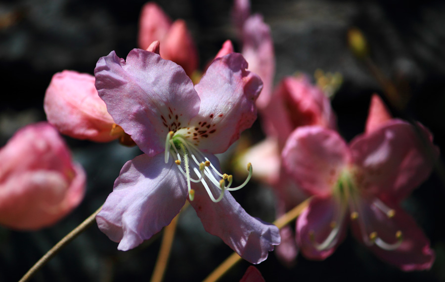 южный гость