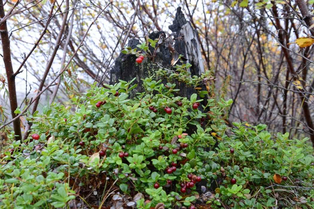 Северные дары