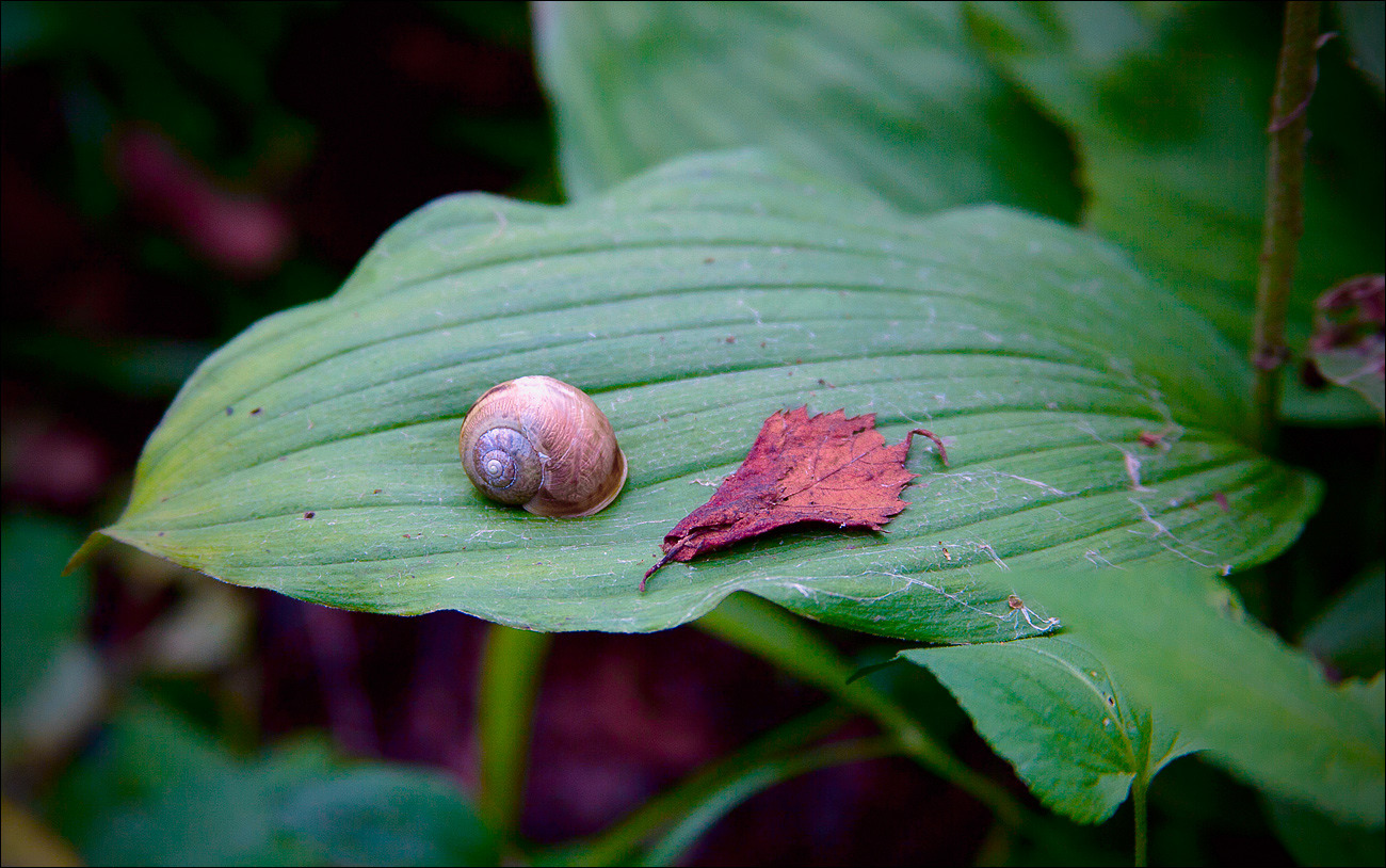 Коричневые на зеленом