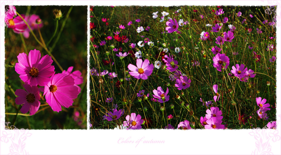 просто цветочки