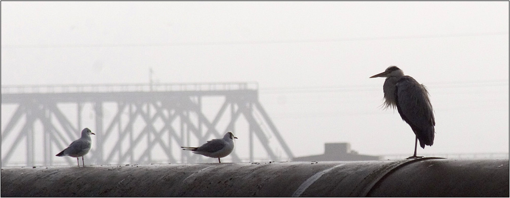 Эй, ты, птичка, летим со мной, там столько вкусного...