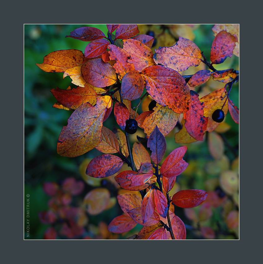 гербарий октября. 2017