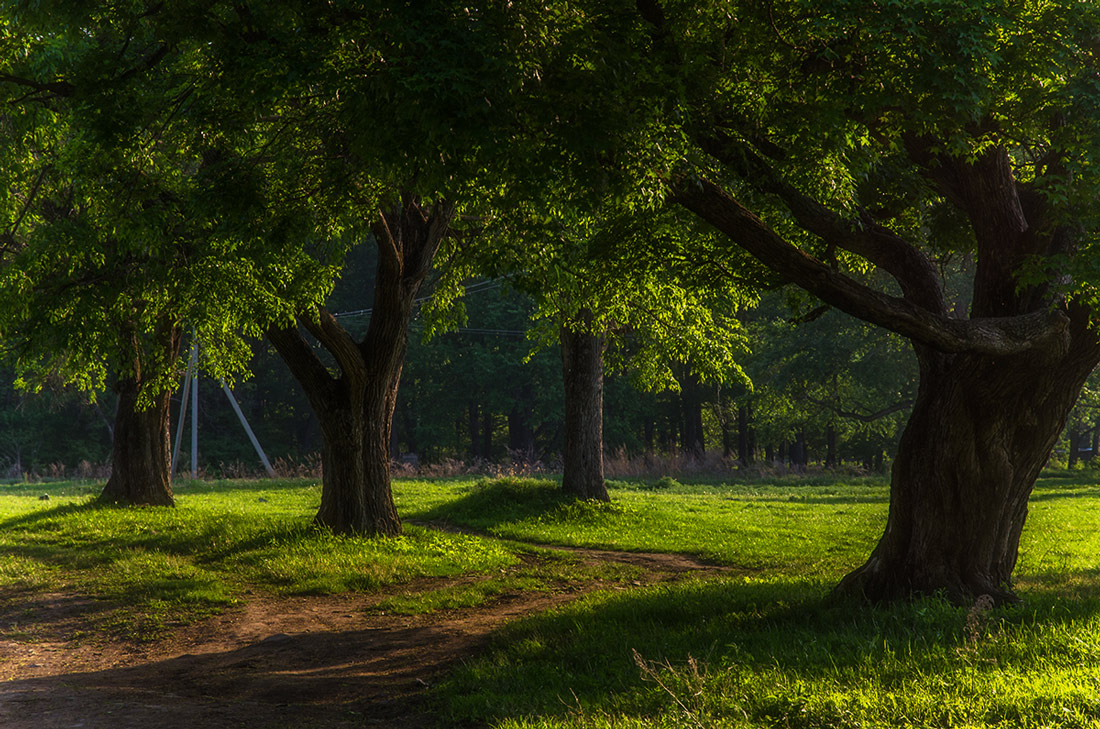 Деревья из сказки