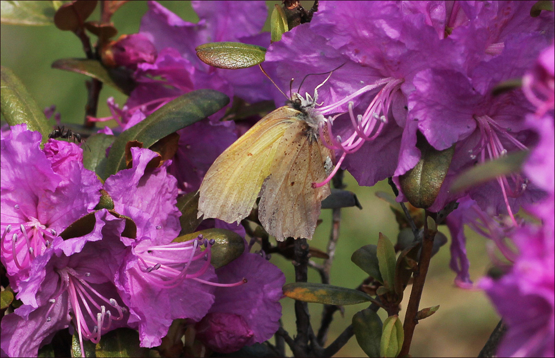 Бабочка  и муравей