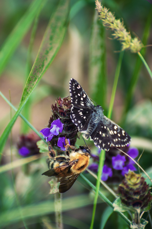 "Совместный ужин"