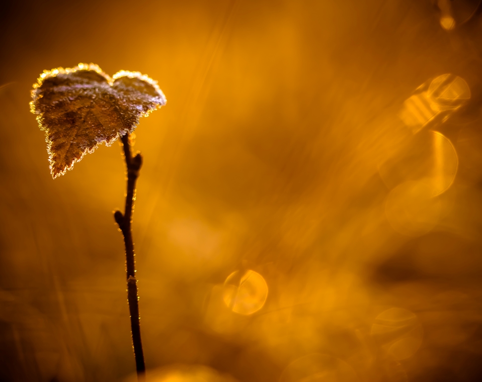 В золоте октября...