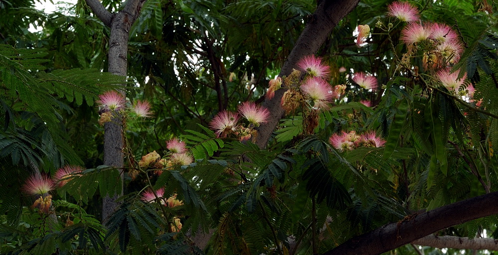 Альбиция ленкоранская