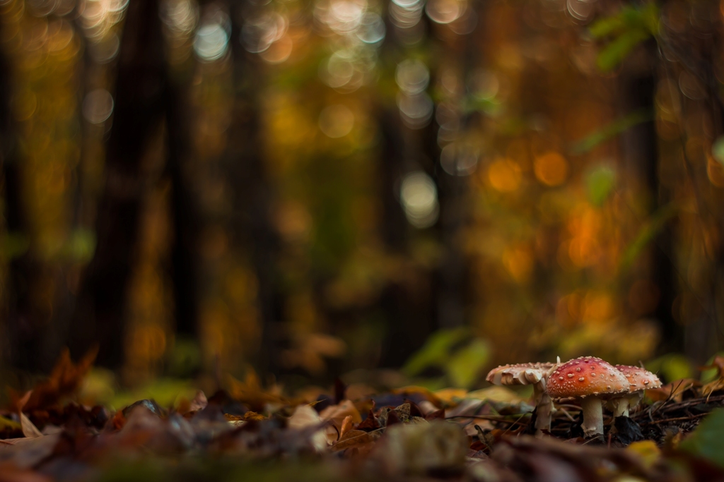 Есть в осени первоначальной короткая,но дивная пора...