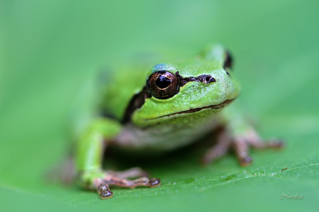 Зоркий глаз!