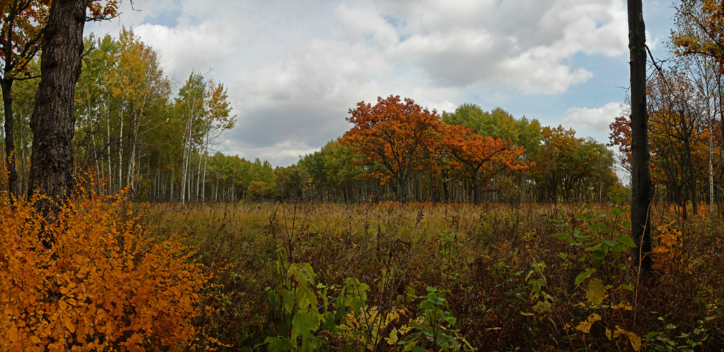 Здесь нету грибов, а вон там они точно есть